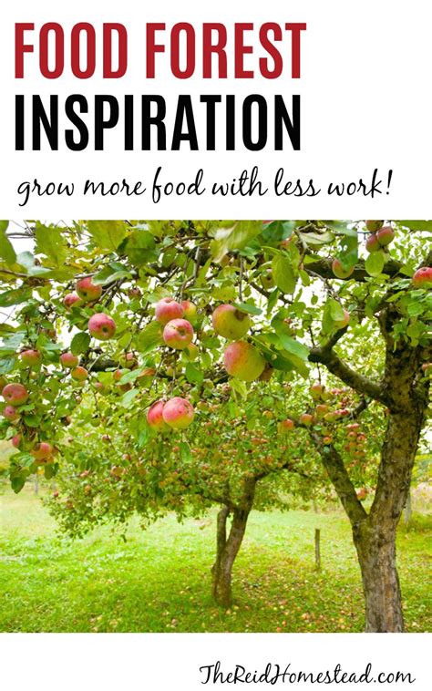 Learn All About Food Forests The Way To Grow An Abundance Of Food With