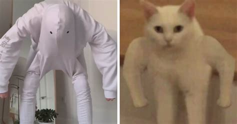 Tiktok Users Challenged Themselves To Recreate Iconic Cat Memes And The