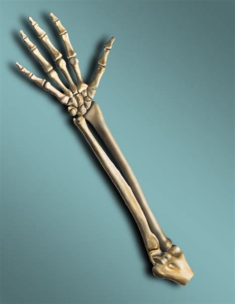 Right Arm Skeletal Illustration By Matt Kuzio Via Behance Skeletal