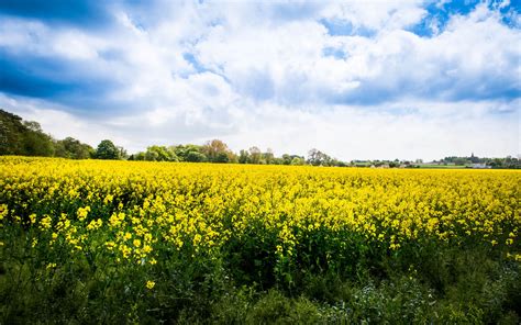 Download Wallpaper 3840x2400 Wild Flowers Flowers Field Landscape 4k