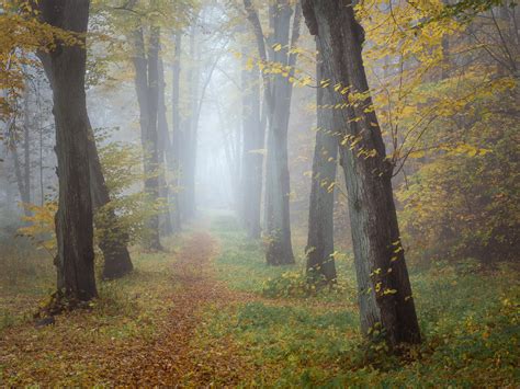 Editing Foggy Woodland Scenes Dark Or Bright Rphotography
