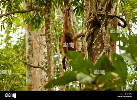 Orangutan Females Hanging 8477 Stock Photo Alamy