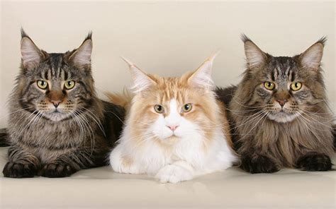 Maine Coon Vs Norwegian Forest Cat Animal Corner