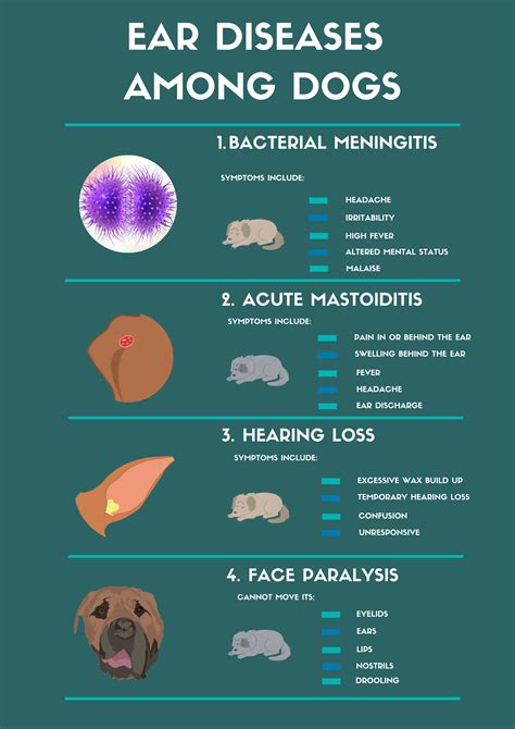 Complete Guide To Treating Dog Ear Infection With Home Remedies Bark