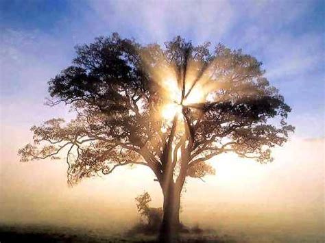 Daniel 4 Bible Study Nebuchadnezzar And The Tree Of Doom