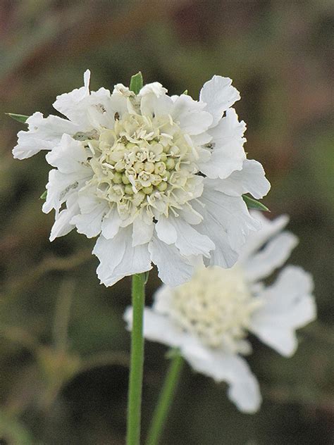 White Perfection Pincushion Flower Scabiosa Caucasica