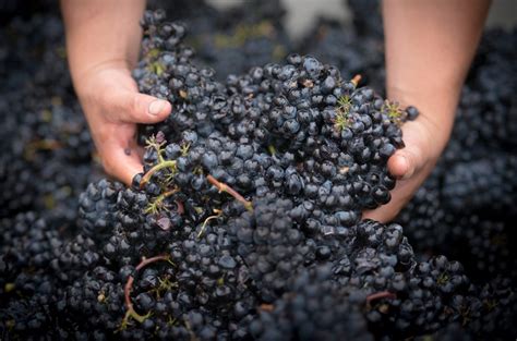 Napa Cabernet 2019 Full Vintage Report And Top Scoring Wines Decanter