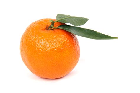 Fileclementine Orange Wikimedia Commons