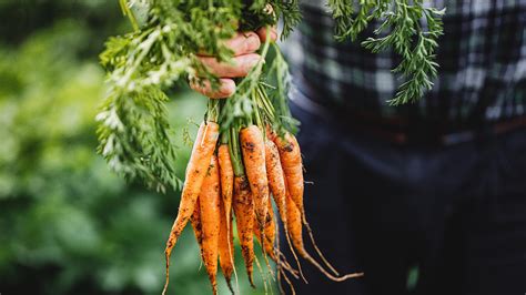 Importance Of Locally Sourced Ingredients Exmarks Backyard Life