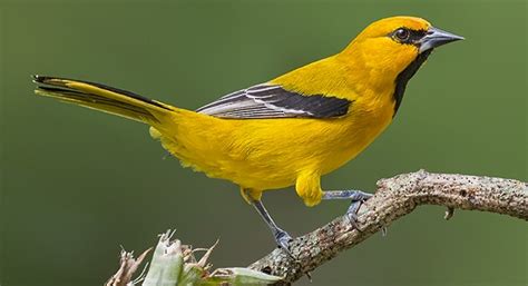 Hatched in 1979 @mascothall class of 2020. Yellow Oriole - Introduction | Neotropical Birds Online