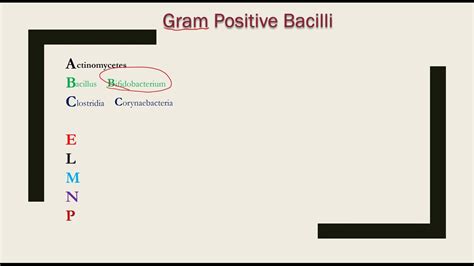 Mnemonics To Learn Examples Of Gram Negative And Gram Positive Bacteria