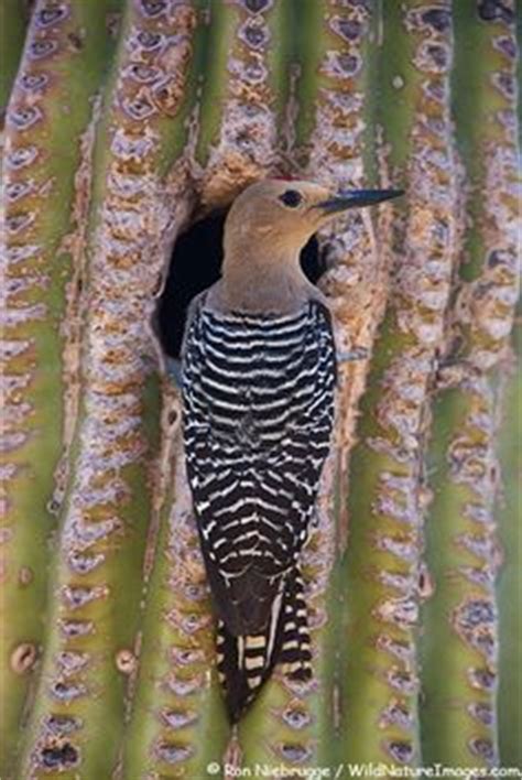 In the sonoran desert they often make these cavities in saguaro cactus. Mojave Desert Animals and Plants | biomes/desert ...