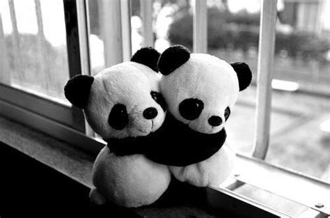 Panda Hug Pictures Photos And Images For Facebook Tumblr Pinterest