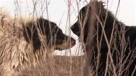 Каракачанските кучета Рекс и Ахил Bulgarian Mountain Dogs Youtube