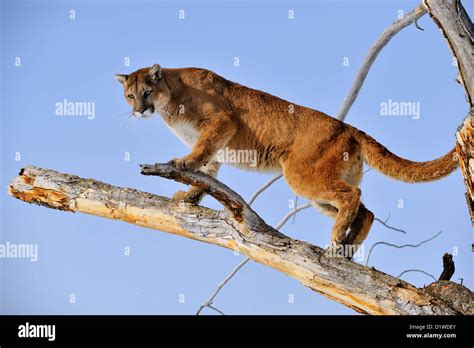 Cougar Puma Mountain Lion Puma Concolor Captive Raised Specimen