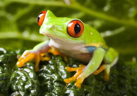 My Colorful Frogs Hd Wallpapers New Tab Theme Mystart