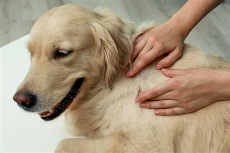 Skin Cancer In Dogs Types Symptoms And Treatment Bark Post