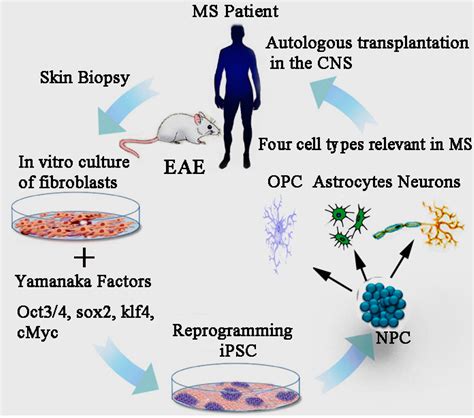 Ijms Free Full Text Mesenchymal Stem Cells And Induced Pluripotent