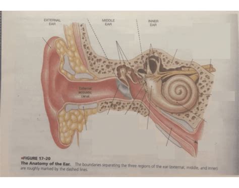 Ear Anatomy Quiz