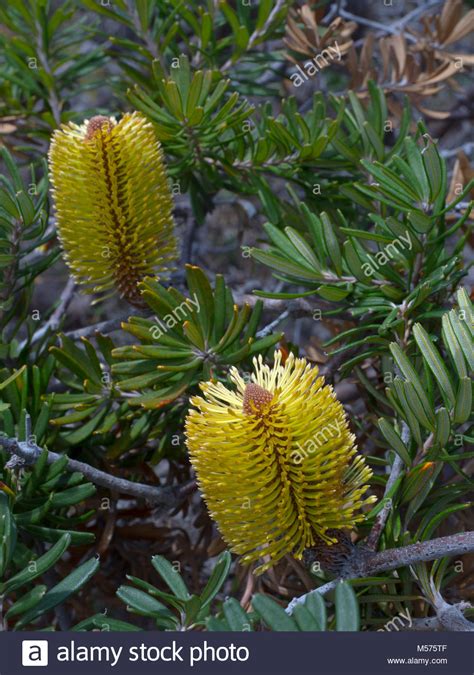 Banksia Tree High Resolution Stock Photography And Images Alamy