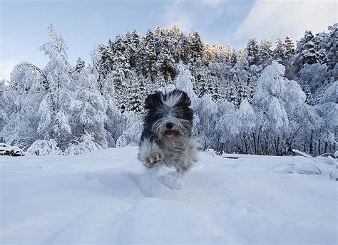 Dog Playing In Snow Photograph By Jrhphotos