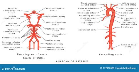 Anatomy Of Arteries Stock Vector Illustration Of Disease 177918559