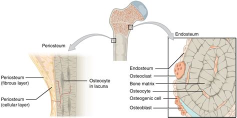 The long bones' tubular design provides maximum strength with minimum weight. Endosteum - Wikipedia