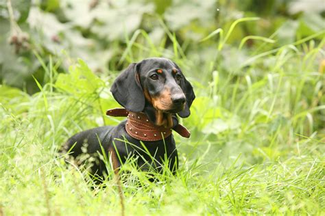 • please tell the dachshund breeders with puppies for sale that you. Dachshund Standard | Miniature dachshunds, Dachshund ...