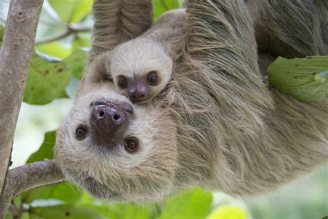 Adopt A Sloth For Mothers Day The Sloth Conservation Foundation