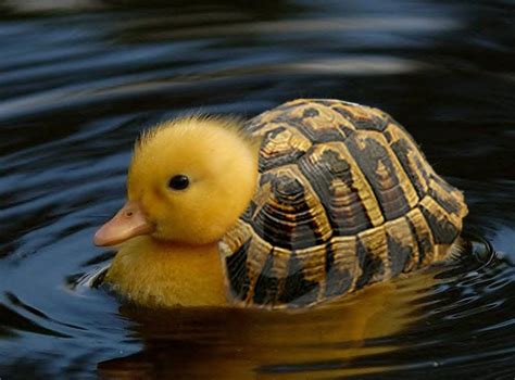Hybrid Animals Turtle And Duck Has Science Gone Too Far Or Not Far