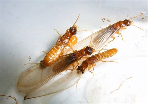 The Flying Termites Or Alates Termite Web