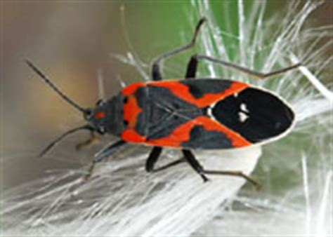 From orange county, california and nearby places. Hemiptera (true bugs)