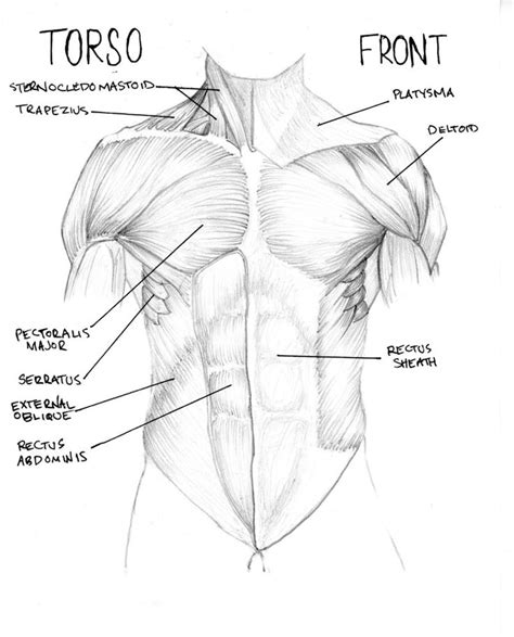 Muscles Of The Torso Diagram Torso Muscle Diagram Front Fmdc On