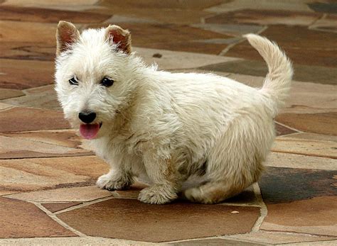 Filescottish Terrier White Puppy Wikimedia Commons