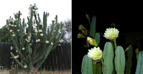 Fruits ripen to a soft red color and often split open while still on the plant. Cereus hildmannianus (Hedge Cactus) | World of Succulents