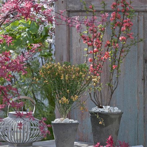 Der berliner park in marzahn beherbergt den berühmten japanischen garten. Japanische Zierquitte: Multitalent im Garten | Zierquitte ...