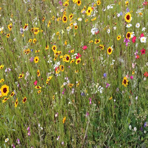 Wildflower Seeds John Chambers