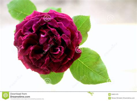 Single Dark Pink Rose Stock Image Image Of Rose Solitary 94831479
