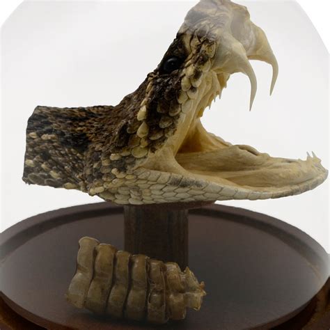 Genuine Eastern Diamondback Rattlesnake Head And Tail Rattle In Glass