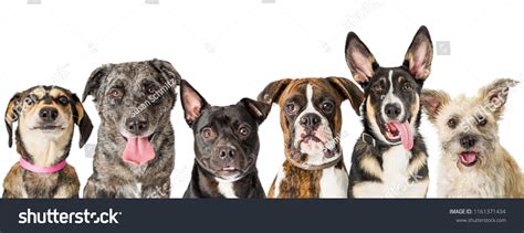 12943 Six Dog Images Stock Photos And Vectors Shutterstock