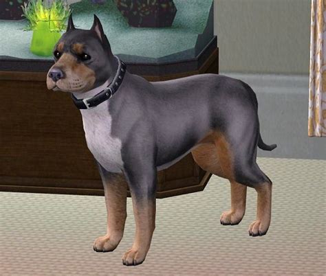 Maybe you would like to learn more about one of these? Mod The Sims - Tri-Color Pitbull Terrier