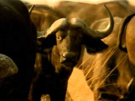 So here is the disney logo. Whispers: An Elephant's Tale (2000) - FilmVandaag.nl