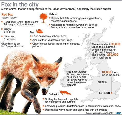 Graphic On The Red Fox For A Feature On How The Species Has Adapted