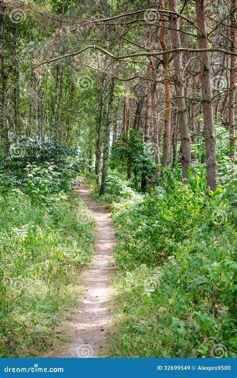 Footpath Stock Image Image Of Lane Landscape Forest 32699549