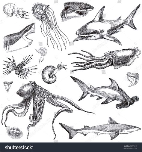 Maybe you would like to learn more about one of these? Hand-Drawn Collection. Marine Life - Sea Monsters And Sharks. (Drawing A Black Marker.) Stock ...