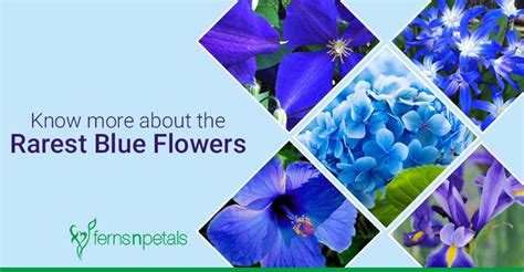 Know More About The Rarest Blue Flowers Ferns N Petals