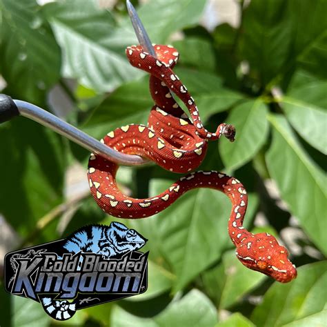 Beautiful Baby Red Neonate Biak Green Tree Python By Cold Blooded Shop