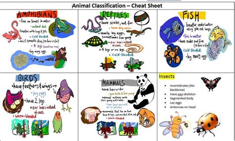 Science Cheryl Millers Education Portfolio Animal Classification