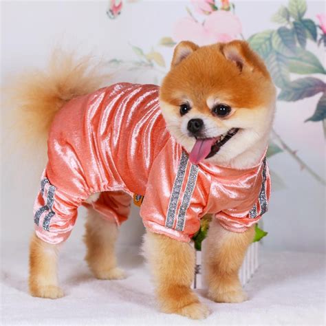 Chihuahua Clothes For Pet Hoodie Cotton Small Puppy Clothes Cute Warm