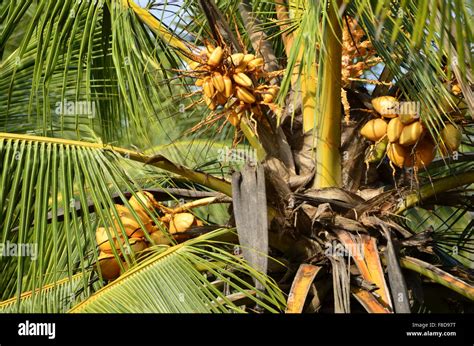 Coconut Harvest Hi Res Stock Photography And Images Alamy